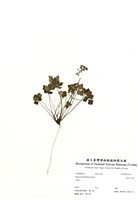 藏品(三葉山芹菜)的圖片